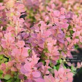 Барбарис Тунберга Чикита (Berberis thunbergii Chiquita) ФОТО Розплідник рослин Природа (3)