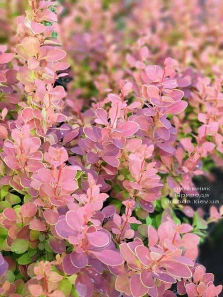 Барбарис Тунберга Чикита (Berberis thunbergii Chiquita) ФОТО Питомник растений Природа (3)