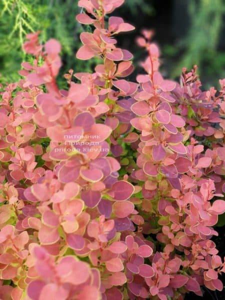 Барбарис Тунберга Чикита (Berberis thunbergii Chiquita) ФОТО Розплідник рослин Природа (4)