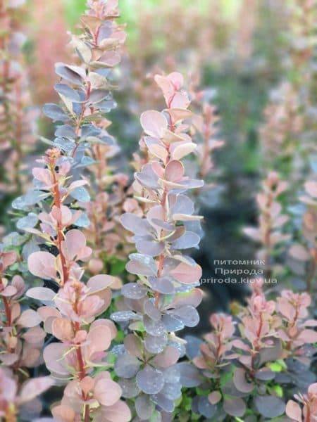 Барбарис Тунберга Дариус (Berberis thunbergii Dariusz) ФОТО Питомник растений Природа (3)