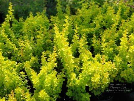 Барбарис Тунберга Голден Тауер (Berberis thunbergii Golden Tower) ФОТО Розплідник рослин Природа (5)