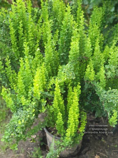 Барбарис Тунберга Эректа (Berberis thunbergii Erecta) ФОТО Питомник растений Природа (13)