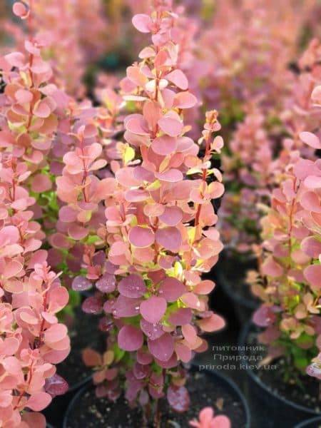 Барбарис Тунберга Оранж Пиллар (Berberis thunbergii Orange Pillar) ФОТО Питомник растений Природа (1)