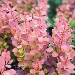 Барбарис Тунберга Оранж Пиллар (Berberis thunbergii Orange Pillar) ФОТО Розплідник рослин Природа (2)