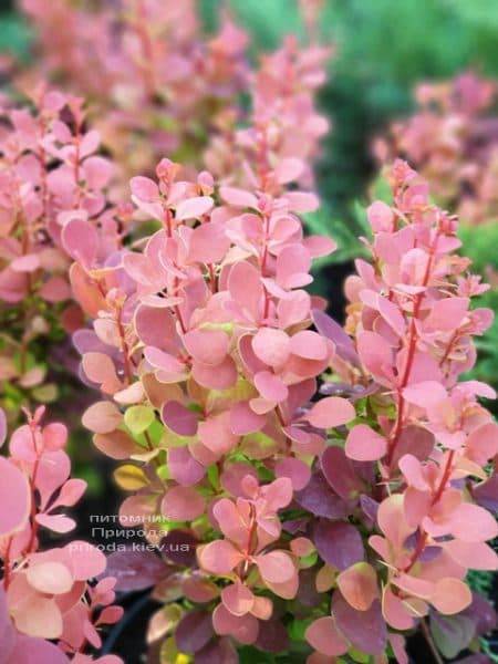 Барбарис Тунберга Оранж Пиллар (Berberis thunbergii Orange Pillar) ФОТО Розплідник рослин Природа (2)