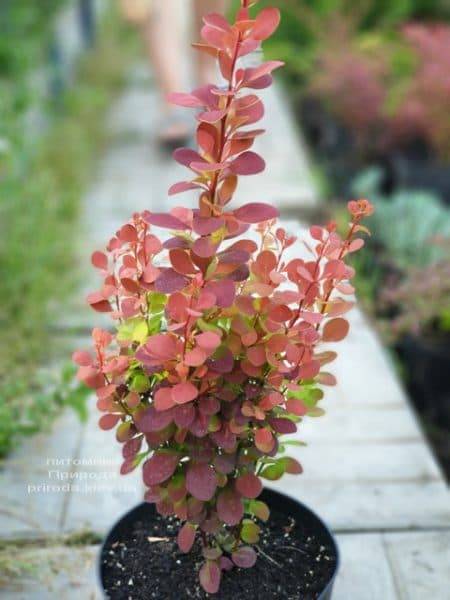 Барбарис Тунберга Оранж Пиллар (Berberis thunbergii Orange Pillar) ФОТО Розплідник рослин Природа (3)