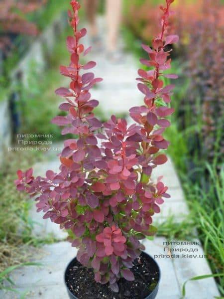 Барбарис Тунберга Оранж Тауэр (Berberis thunbergii Orange Tower) ФОТО Питомник растений Природа (1)