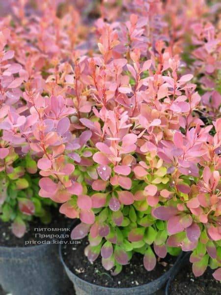 Барбарис Тунберга Оранж Тауэр (Berberis thunbergii Orange Tower) ФОТО Питомник растений Природа (2)