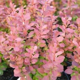 Барбарис Тунберга Оранж Тауэр (Berberis thunbergii Orange Tower) ФОТО Питомник растений Природа (3)