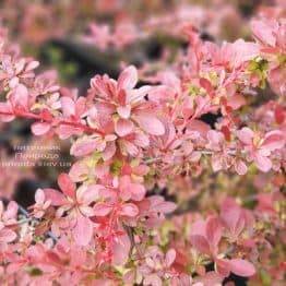 Барбарис Тунберга Ред Карпет (Berberis thunbergii Red Carpet) ФОТО Розплідник рослин Природа (1)