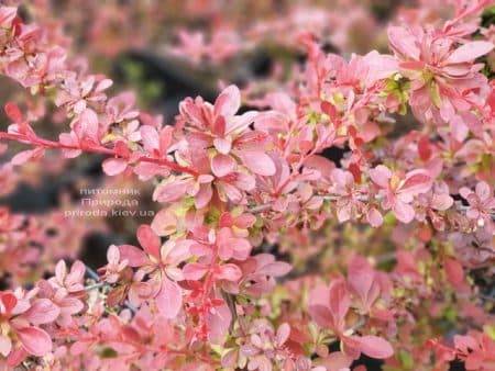Барбарис Тунберга Рэд Карпет (Berberis thunbergii Red Carpet) ФОТО Питомник растений Природа (1)