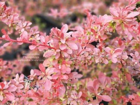 Барбарис Тунберга Ред Карпет (Berberis thunbergii Red Carpet) ФОТО Розплідник рослин Природа (1)