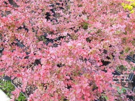 Барбарис Тунберга Рэд Карпет (Berberis thunbergii Red Carpet) ФОТО Питомник растений Природа (2)