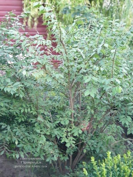 Бересклет крилатий (Euonymus alatus) ФОТО Розплідник рослин Природа (12)