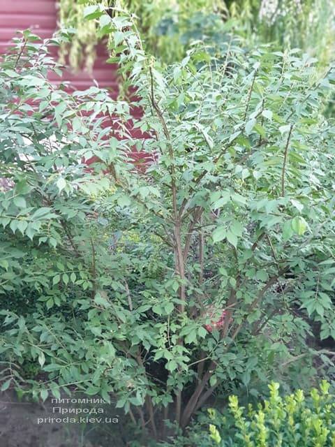 Бересклет крылатый (Euonymus alatus) ФОТО Питомник растений Природа (12)