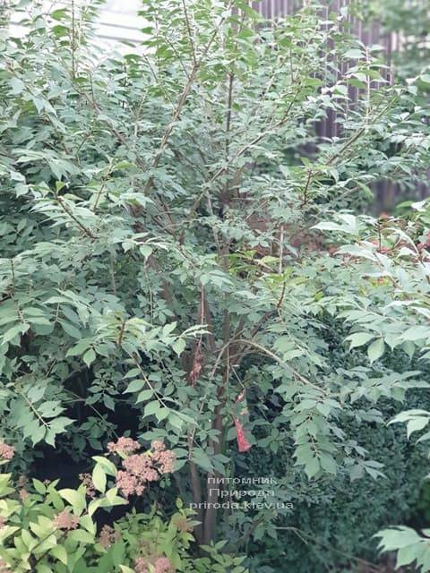 Бересклет крылатый (Euonymus alatus) ФОТО Питомник растений Природа (13)