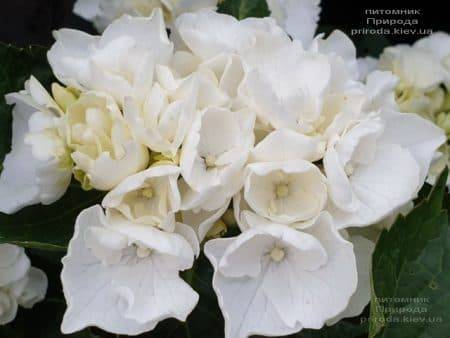 Гортензія великолистна Вайт Делайт (Hydrangea macrophylla White Delight) ФОТО Розплідник рослин Природа (1)