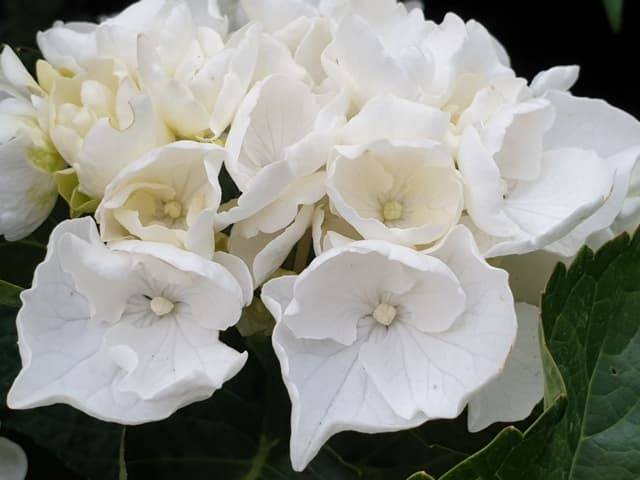 Гортензія великолистна Вайт Делайт (Hydrangea macrophylla White Delight) ФОТО Розплідник рослин Природа (2)