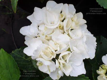 Гортензия крупнолистная Вайт Делайт (Hydrangea macrophylla White Delight) ФОТО Питомник растений Природа (3)