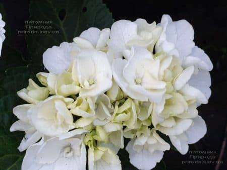 Гортензія крупнолиста Вайт Делайт (Hydrangea macrophylla White Delight) ФОТО Розплідник рослин Природа (4)