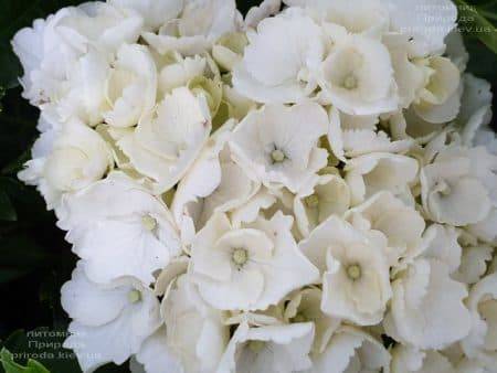 Гортензия крупнолистная Вайт Делайт (Hydrangea macrophylla White Delight) ФОТО Питомник растений Природа (5)