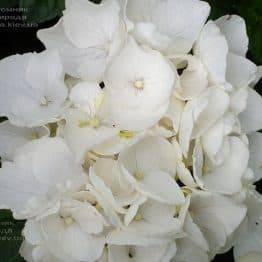 Гортензія великолистна Вайт Делайт (Hydrangea macrophylla White Delight) ФОТО Розплідник рослин Природа (6)