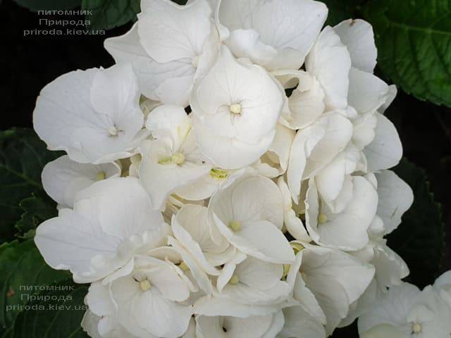 Гортензія великолистна Вайт Делайт (Hydrangea macrophylla White Delight) ФОТО Розплідник рослин Природа (6)