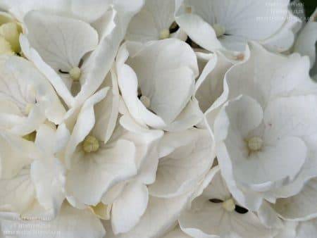Гортензия крупнолистная Вайт Делайт (Hydrangea macrophylla White Delight) ФОТО Питомник растений Природа (8)