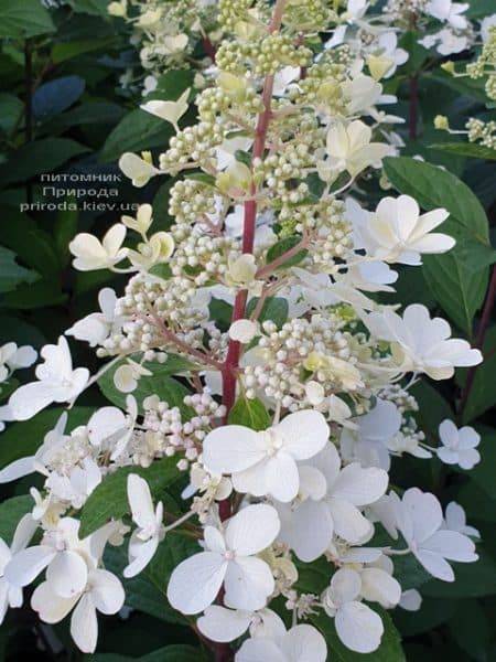 Гортензия метельчатая Канделайт (Hydrangea paniculata Candlelight) ФОТО Питомник растений Природа (1)