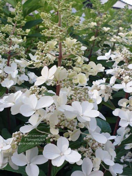 Гортензия метельчатая Канделайт (Hydrangea paniculata Candlelight) ФОТО Питомник растений Природа (2)