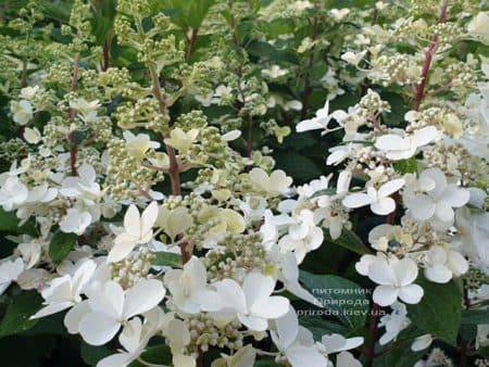 Гортензия метельчатая Канделайт (Hydrangea paniculata Candlelight) ФОТО Питомник растений Природа (3)