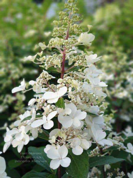 Гортензия метельчатая Канделайт (Hydrangea paniculata Candlelight) ФОТО Питомник растений Природа (4)