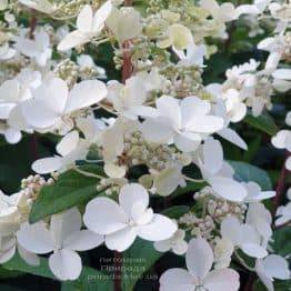 Гортензия метельчатая Канделайт (Hydrangea paniculata Candlelight) ФОТО Питомник растений Природа (5)