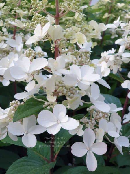 Гортензия метельчатая Канделайт (Hydrangea paniculata Candlelight) ФОТО Питомник растений Природа (5)