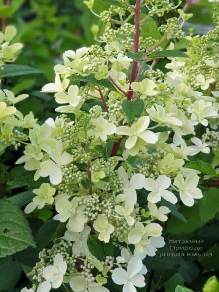 Гортензия метельчатая Канделайт (Hydrangea paniculata Candlelight) ФОТО Питомник растений Природа (6)