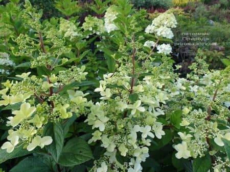 Гортензія волотисте Канделайт (Hydrangea paniculata Candlelight) ФОТО Розплідник рослин Природа (7)