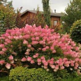 Гортензия метельчатая Пинк Даймонд (Hydrangea paniculata Pink Diamond) ФОТО Питомник растений Природа (2)