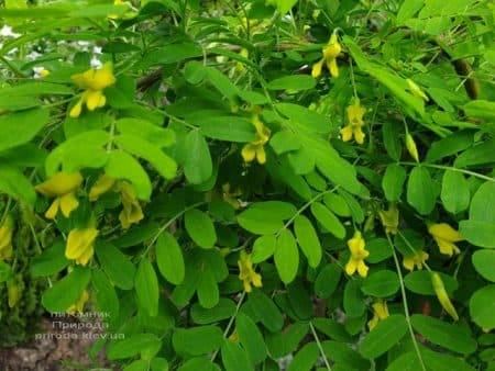 Карагана Пендула (Caragana arborescens Pendula) ФОТО Розплідник рослин Природа (1)