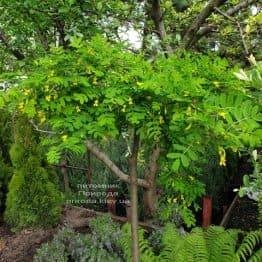 Карагана Пендула (Caragana arborescens Pendula) ФОТО Розплідник рослин Природа (2)