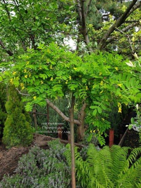 Карагана Пендула (Caragana arborescens Pendula) ФОТО Розплідник рослин Природа (2)