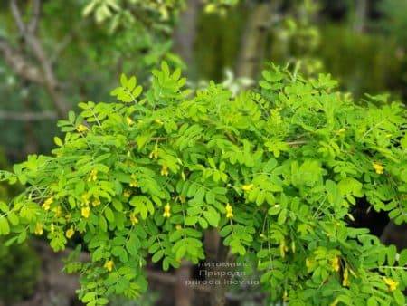 Карагана Пендула (Caragana arborescens Pendula) ФОТО Питомник растений Природа (3)