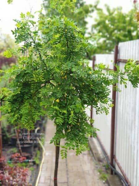 Карагана Пендула (Caragana arborescens Pendula) ФОТО Питомник растений Природа (4)