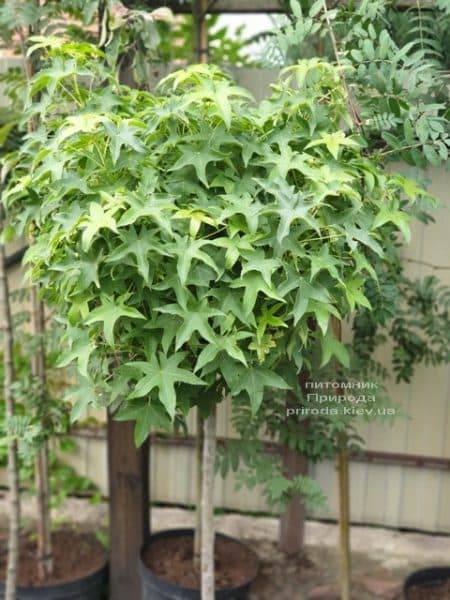 Ликвидамбар смолоносный на штамбе (Liquidambar styraciflua) ФОТО Питомник растений Природа (1)