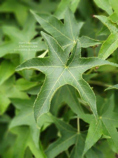 Ліквідамбар смолоносний на штамбі (Liquidambar styraciflua) ФОТО Розплідник рослин Природа (2)