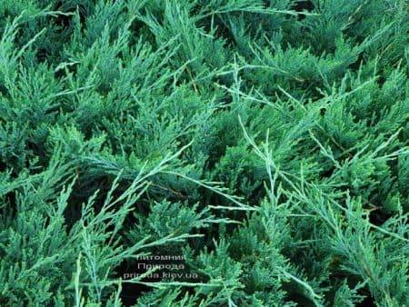 Можжевельник горизонтальный Хьюз (Juniperus horizontalis Hughes) ФОТО Питомник растений Природа (1)