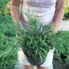 Можжевельник горизонтальный Хьюз (Juniperus horizontalis Hughes) ФОТО Питомник растений Природа (2)