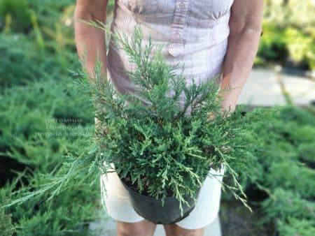 Можжевельник горизонтальный Хьюз (Juniperus horizontalis Hughes) ФОТО Питомник растений Природа (2)