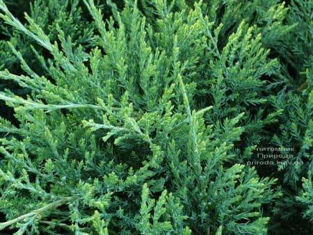 Можжевельник горизонтальный Хьюз (Juniperus horizontalis Hughes) ФОТО Питомник растений Природа (3)