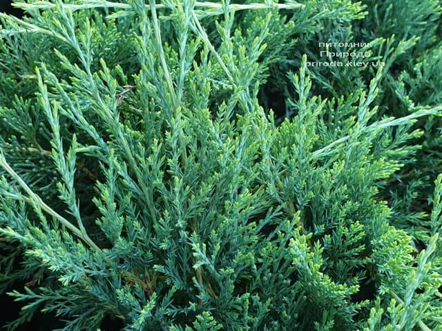 Можжевельник горизонтальный Хьюз (Juniperus horizontalis Hughes) ФОТО Питомник растений Природа (4)