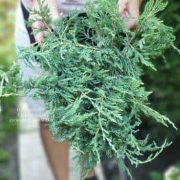 Можжевельник горизонтальный Плюмоза (Juniperus horizontalis Plumosa) ФОТО Питомник растений Природа (1)